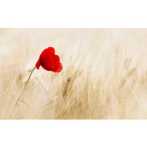 Remembering our Heroes