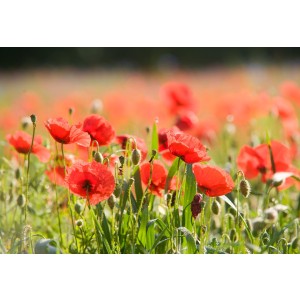 We Remember&nbsp;